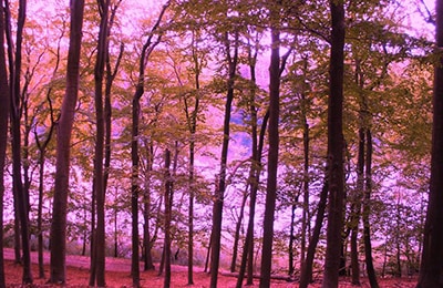 Ein Wald in herbstlicher Stimmung